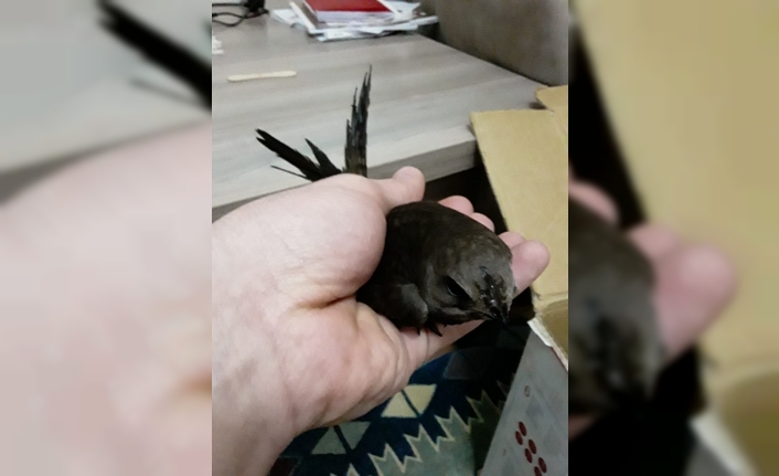 Evine Ebabil kuşu girdi, şaşkına döndü