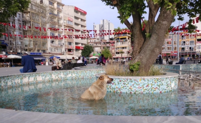 Sıcaktan bunalan köpek süs havuzuna girdi