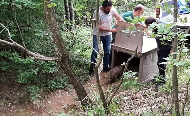 Tedavisi tamamlanan tilki ormana salındı