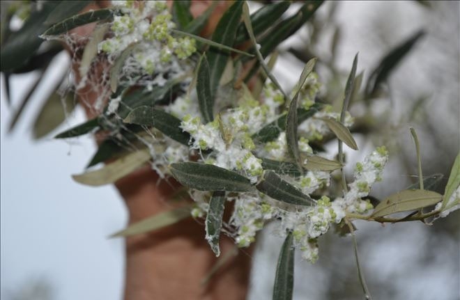 Zeytin güvesi mücadelesi başladı