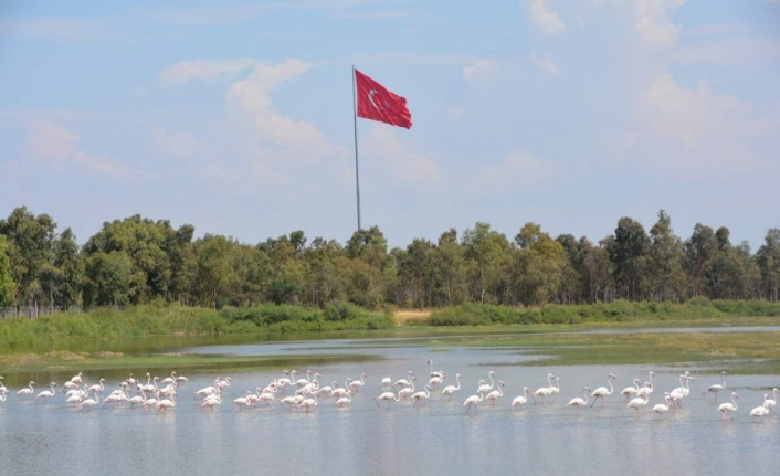 Aliağa’da Kuş Cenneti her mevsim rengarenk