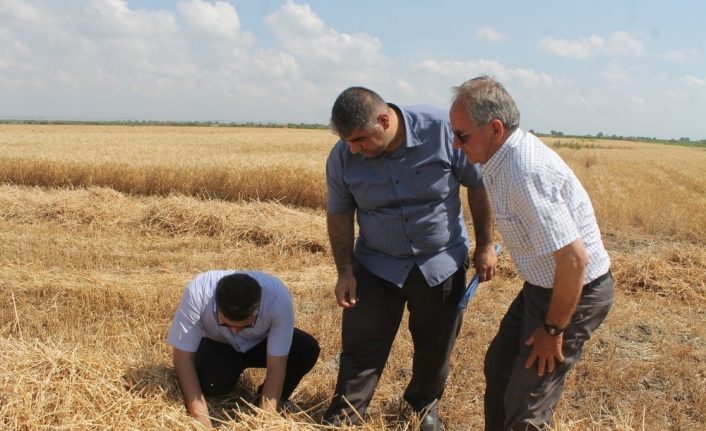 Buğdayda dane kaybına karşı denetim yapılıyor