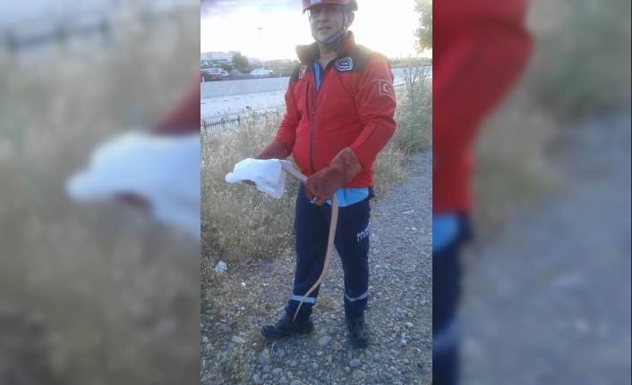 Burhaniye’de itfaiyeden yılan operasyonu