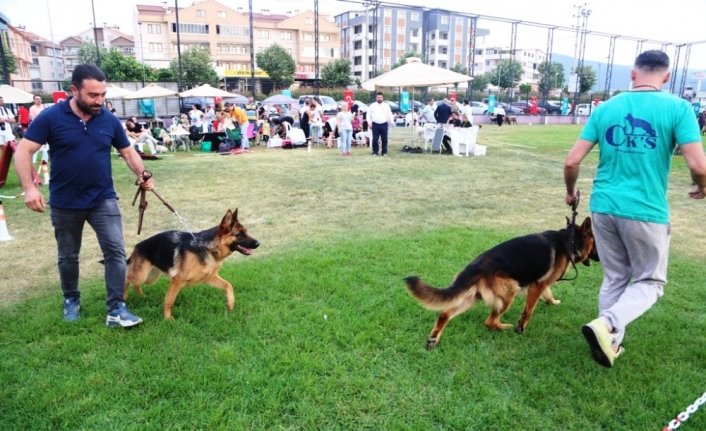 Farklı köpek ırkları Nilüfer’de buluştu