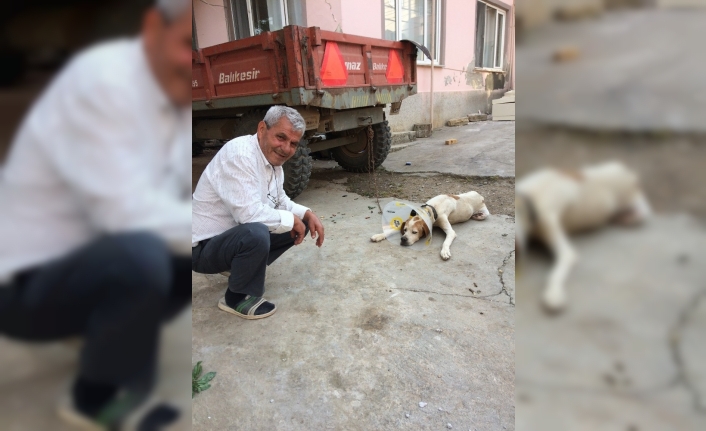 Kanser hastası köpek sağlığına kavuştu