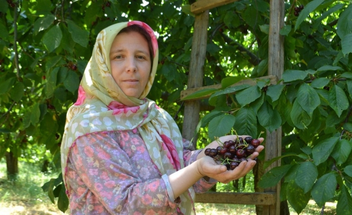 Karabodur kirazda hasat başladı