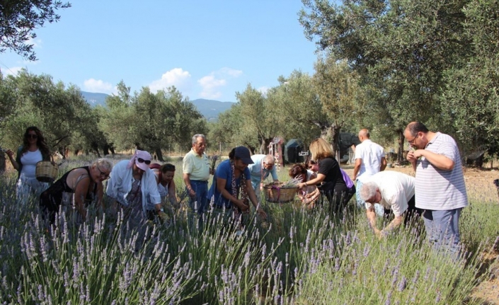 Kazdağları’nda lavanta hasadı başladı