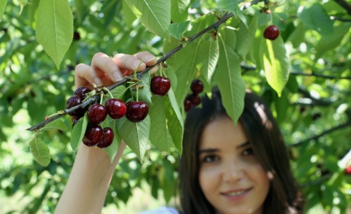 Kirazlar dalında kaldı