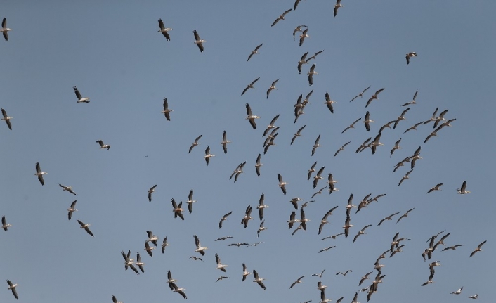 Ak pelikanların gökyüzündeki dansı havadan görüntülendi