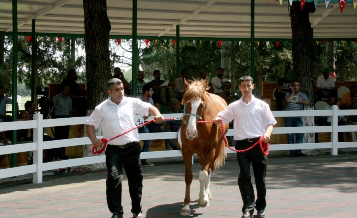 TİGEM’in tayları görücüye çıkıyor