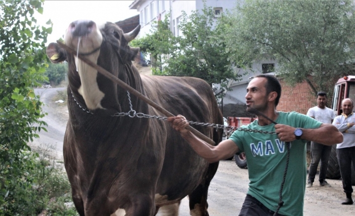 1,5 tona ulaştı...45 bin liraya satışa çıkardı