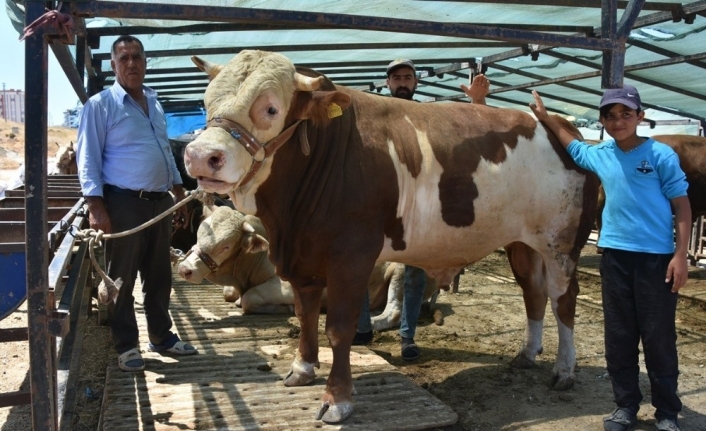 1 ton 200 kiloluk ’Paşa’ isimli dana 17 bin 500 TL’ye satıldı