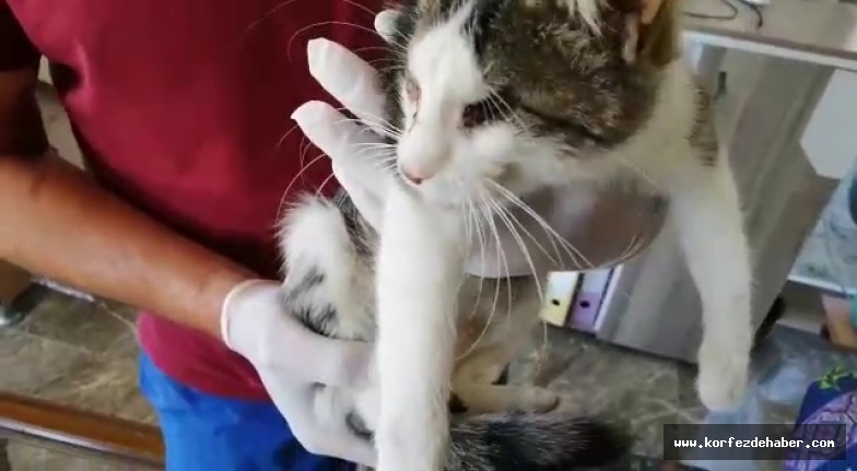 - Böyle vahşet görülmedi 