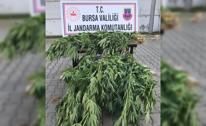 Bursa’da 660 kök kenevir yakalandı