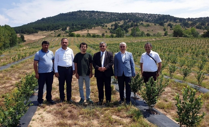 Dağ ilçelerinde yaban mersini yetiştiriciliğine rağbet