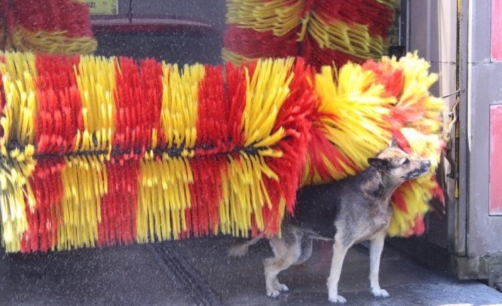 En temiz köpek, yıkanma yöntemiyle fenomen oldu