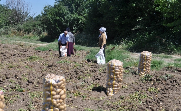 İnegöl’de patates hasadı başladı