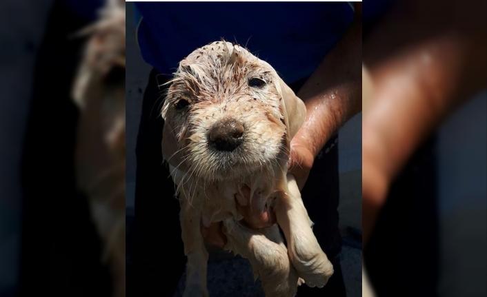 İzmir’de minik köpek için seferber oldular