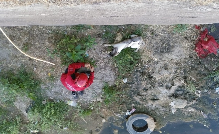Kanalda mahsur kalan köpeği itfaiye kurtardı