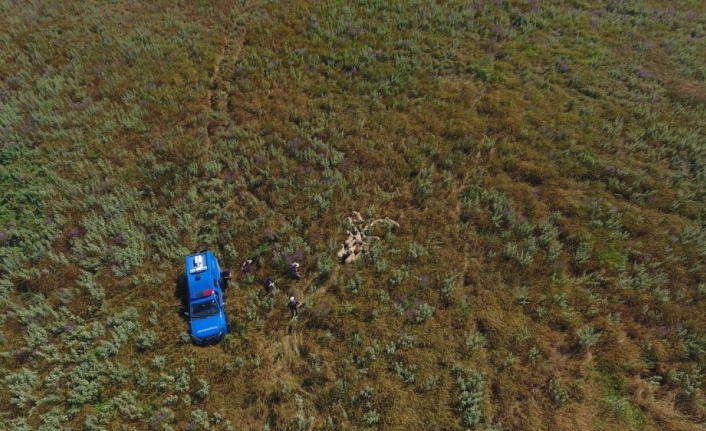 Kayıp koyunları jandarma drone ile buldu