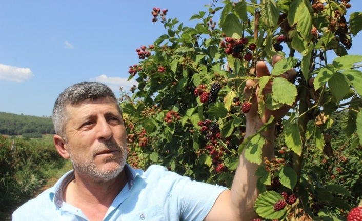 Tadına bakanların hayran olduğu böğürtlen dalında 8 lira