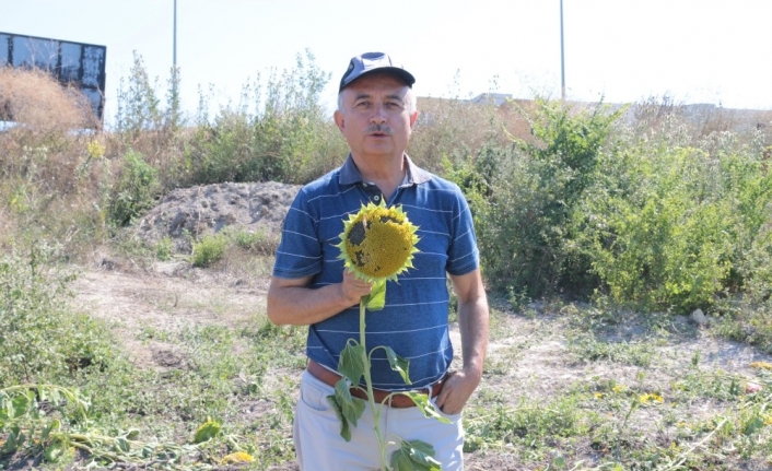 Üniversite yerleşkesinde ayçiçeği hasadı yapıldı