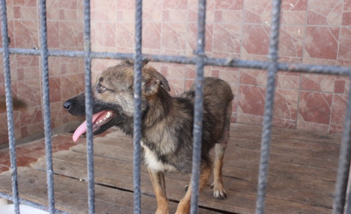 Üzerinden aracın geçtiği yürüyemeyen sokak köpeğini sağlığına kavuşturdular