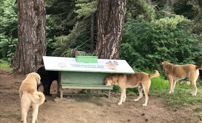 Sahipsiz köpeklere parazit bakımı