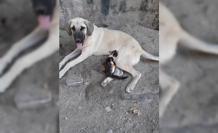 Sahipsiz sokak köpeği kediye annelik yapıyor