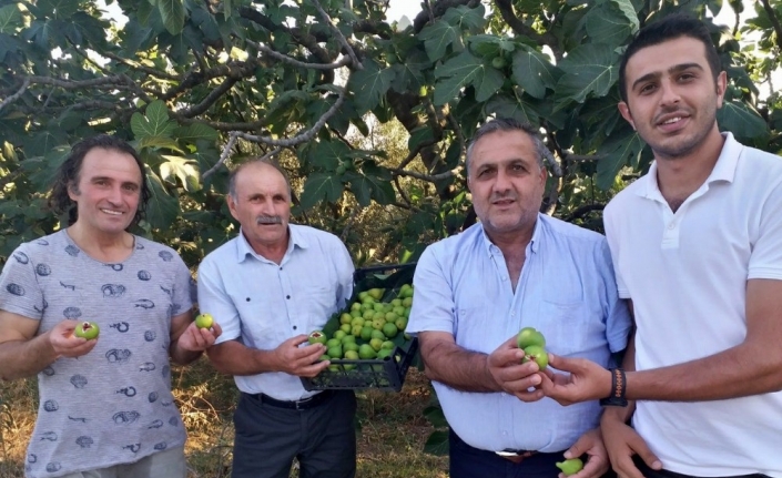 Beyaz incirde hasat zamanı