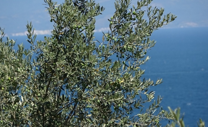 Bu kili meyve ve sebzelerine atan çiftçilerin kimyasal ilaç kullanmasına gerek kalmıyor