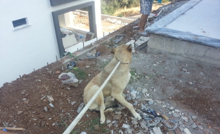 Burhaniye’de havuza düşen köpeği itfaiye kurtardı