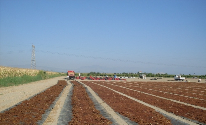 Çekirdeksiz kuru üzümde 10 TL üretici fiyatı herkesi memnun etti