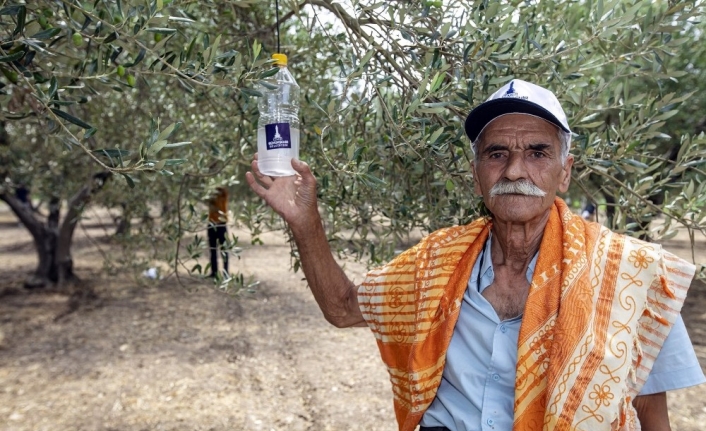 Foça’da 44 bin zeytin ağacı korunacak