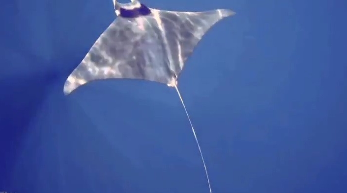 Gökçeada’da manta vatozu görüntülendi