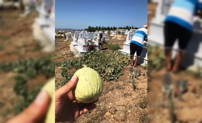 Kavun bostanı değil mezarlık