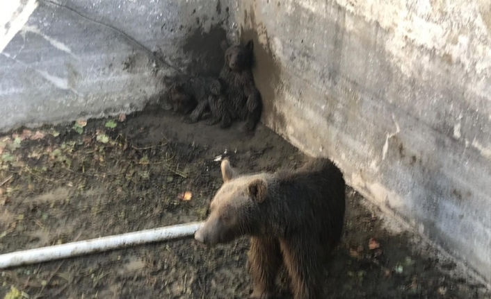 O ayılar artık doğal ortamlarında