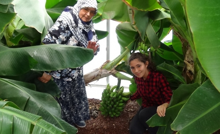 Kazdağı muzu ilgi görüyor