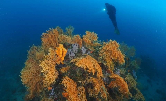 Kızıl mercanlardan sonra sarı mercanlar da büyük ilgi çekiyor