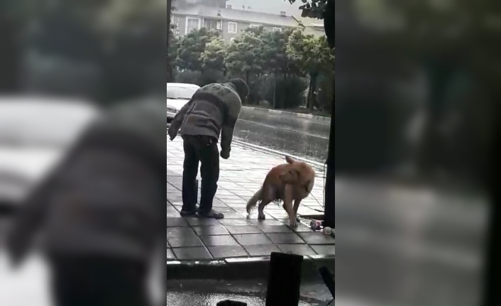 (Özel) Sağanak yağmurda köpeği yumrukladı