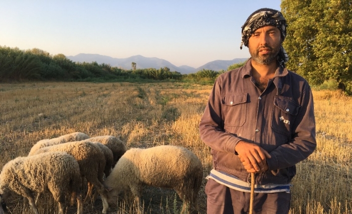 Siyaseti bırakıp çobanlık yapıyor