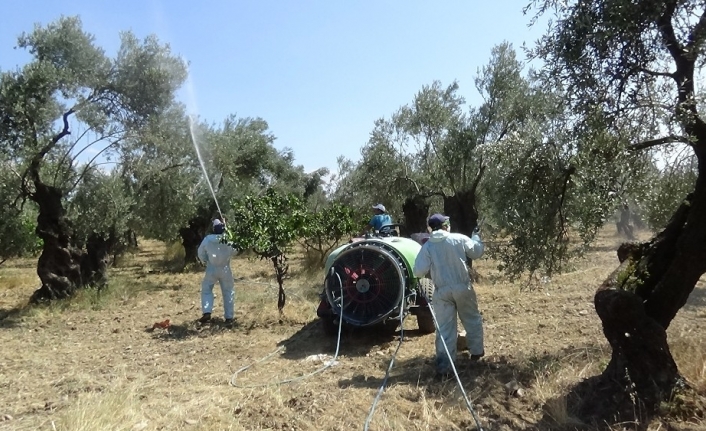 (Özel) Zeytin sineğine organik çözüm