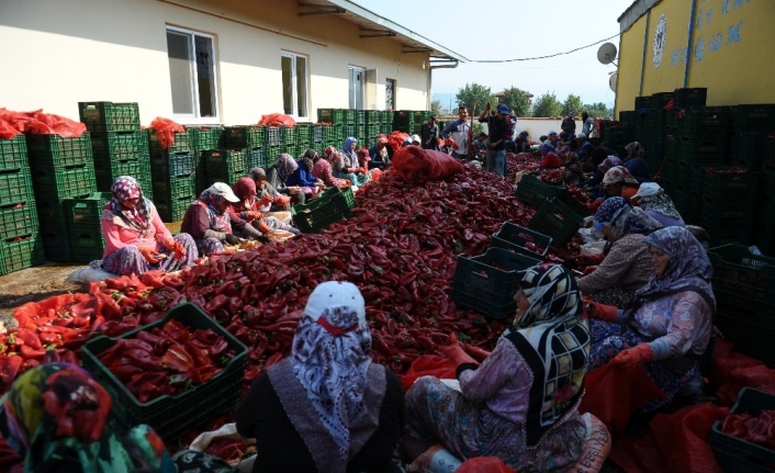 Salça diyarı Kulaca’dan biber salçası ihracatı