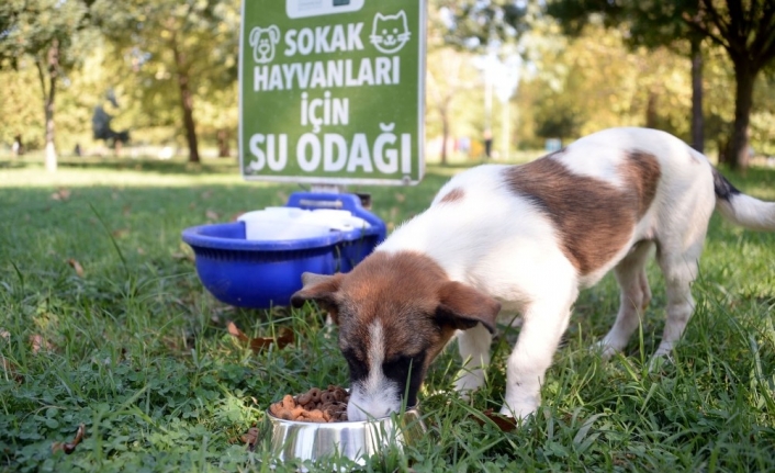 Sokaktaki canlara Osmangazi şefkati