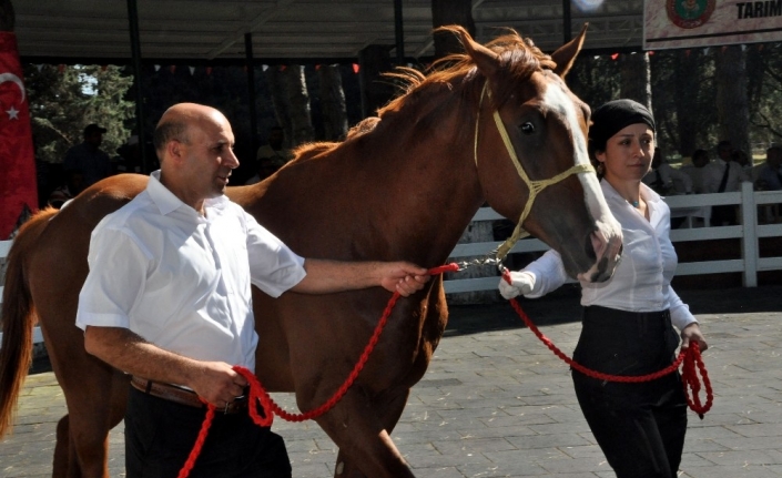 TİGEM’in 77 tayı görücüye çıkıyor