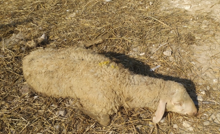 Vebadan 28 küçükbaş hayvan öldü, 20 mahalle karantinada