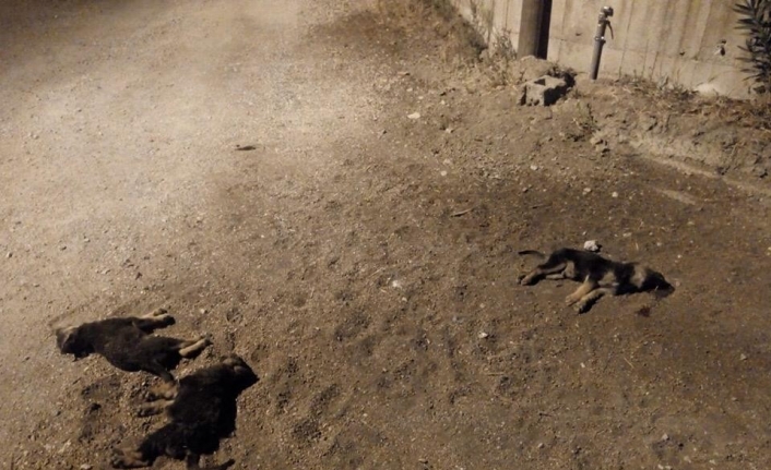 Yavru köpekleri aracıyla ezip kaçan cani sürücü pes dedirtti