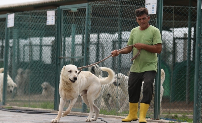 Akbaş köpeklerin yavrularıyla duygusal buluşması