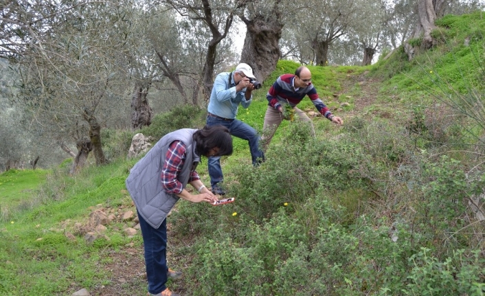 Bandırma’da 144 bitki çeşidi tıbbi amaçla kullanıyor