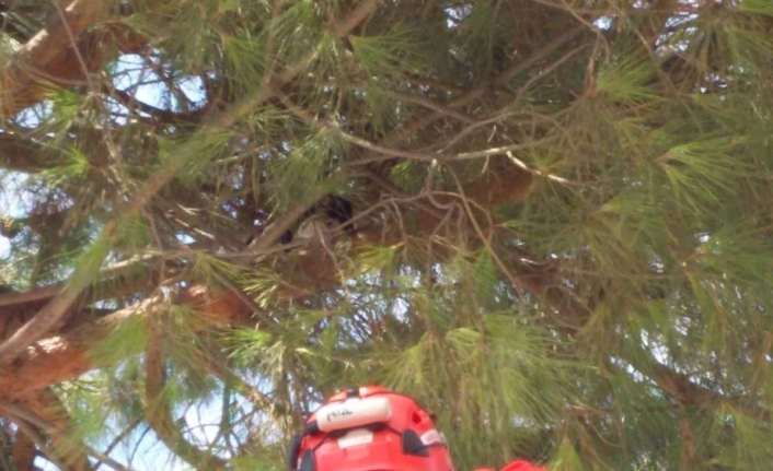 Burhaniye’de ağaçta mahsur kalan kediyi itfaiye kurtardı